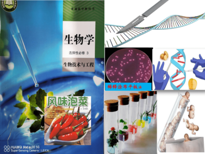 2021-2022学年高二下学期生物人教版选择性必修3-4.1转基因产品的安全性课件(共38张PPT)
